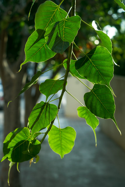 L1009803