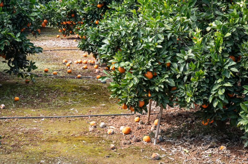 P1060259