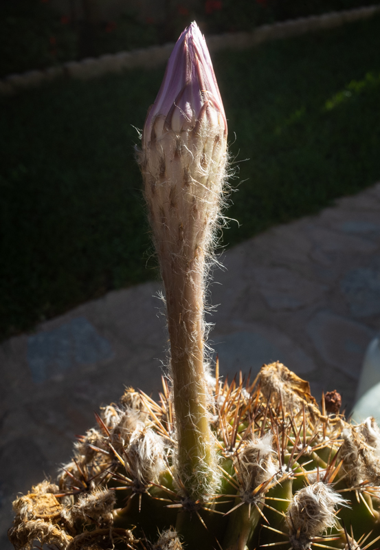 R007345