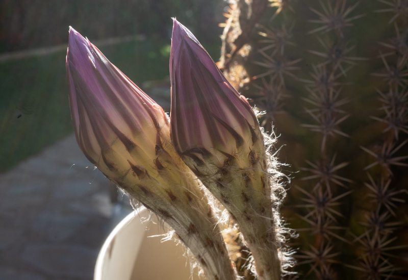 R007347
