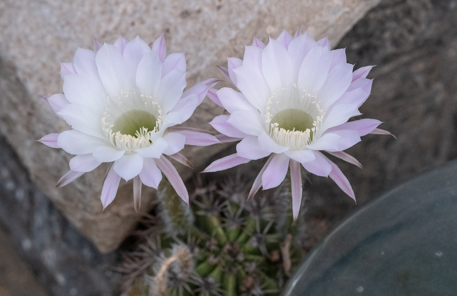 DSF0324