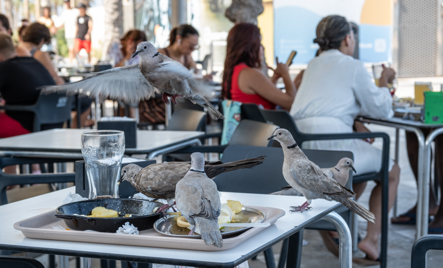 DSF0005